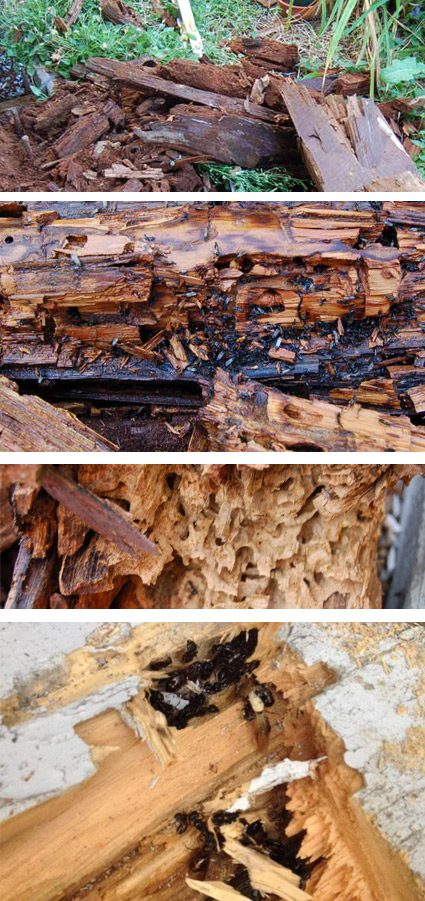 Dommage cause par Fourmis Charpentiere, Exterminateur Dommage cause par Fourmis Charpentiere, Exterminateur