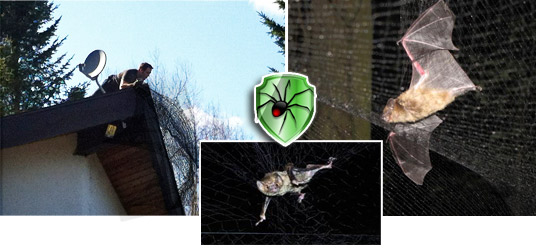 Chauves Souris Chauves Souris