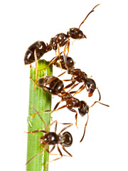 Exterminateur Fourmis